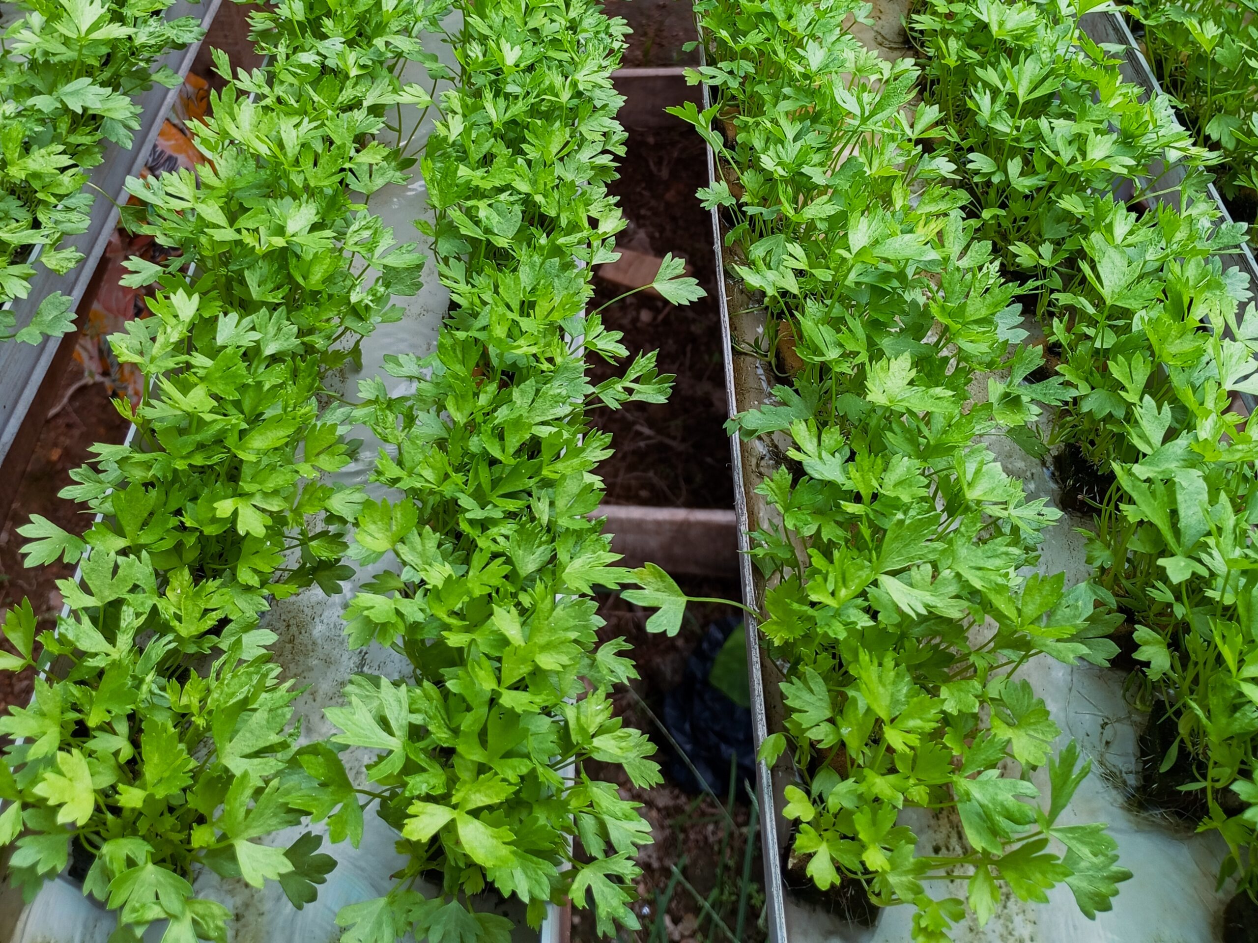 green,celery,seeds,growing,beautifully,in,a,hydroponic,system
